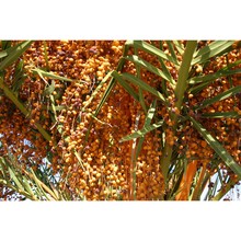 phoenix canariensis chabaud