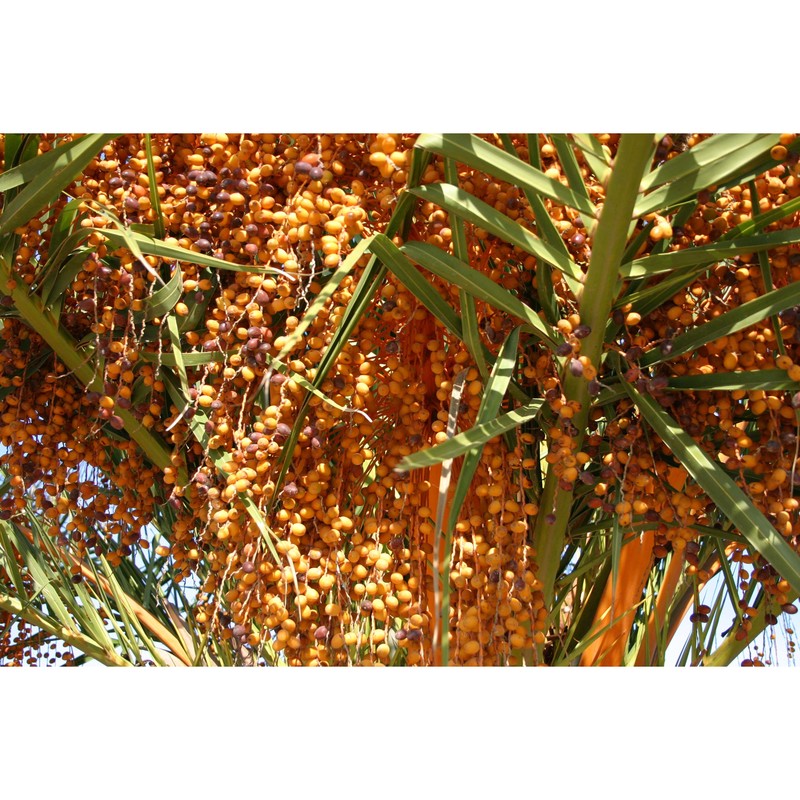 phoenix canariensis chabaud