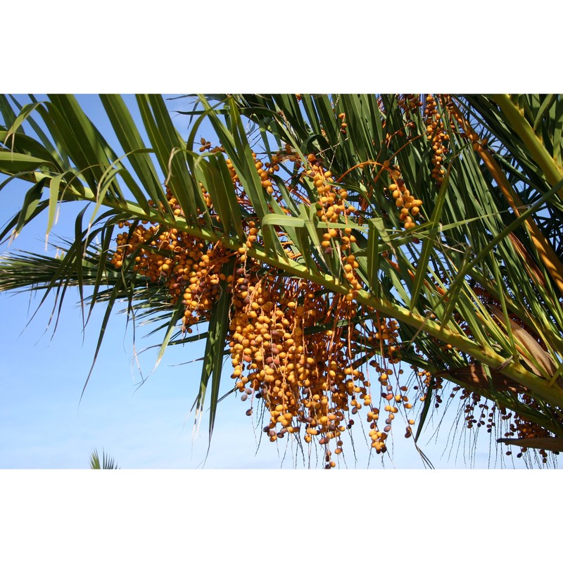 phoenix canariensis chabaud