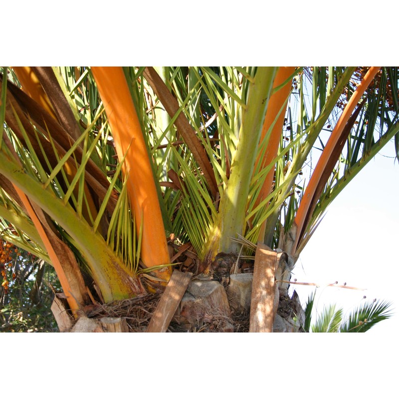 phoenix canariensis chabaud