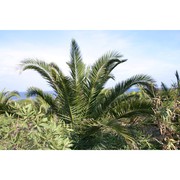 phoenix canariensis chabaud