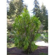 rhapis excelsa (thunb.) a. henry