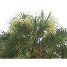 sabal palmetto (walter) lodd.