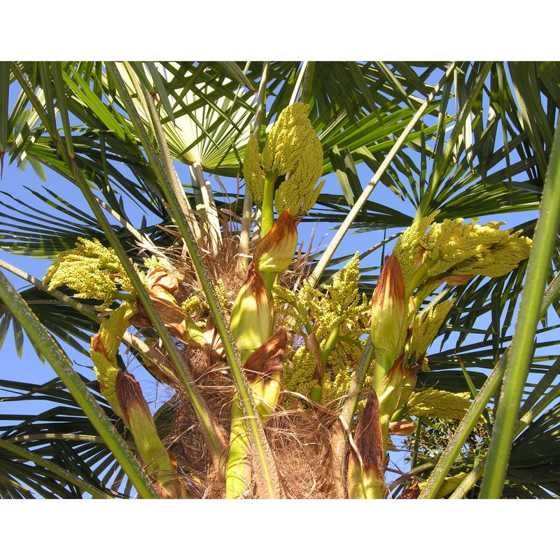 trachycarpus fortunei (hook.) h. wendl.