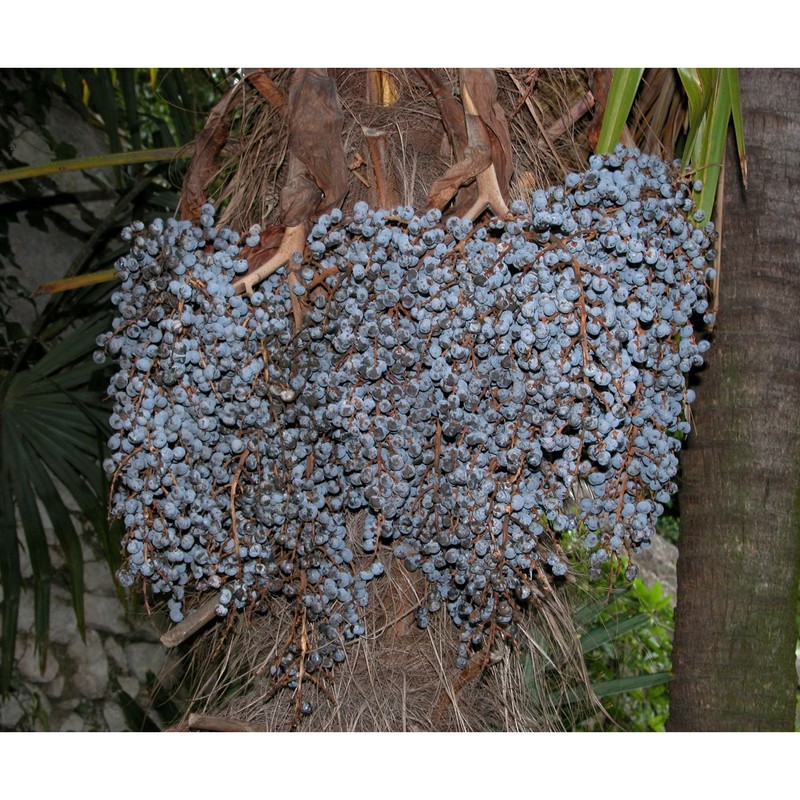 trachycarpus fortunei (hook.) h. wendl.