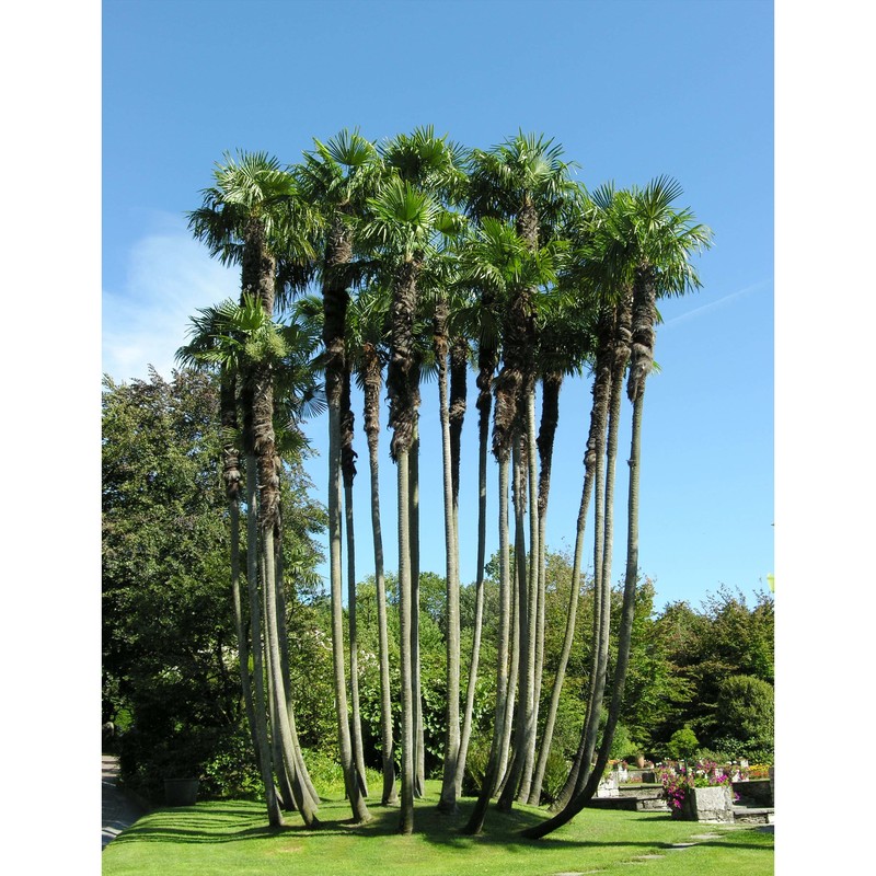 trachycarpus fortunei (hook.) h. wendl.