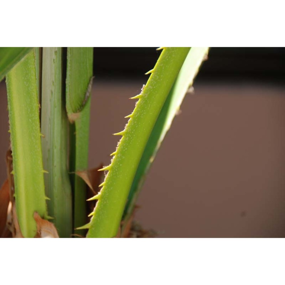 washingtonia filifera (linden) h. wendl.