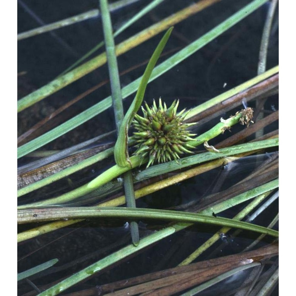 sparganium angustifolium michx.