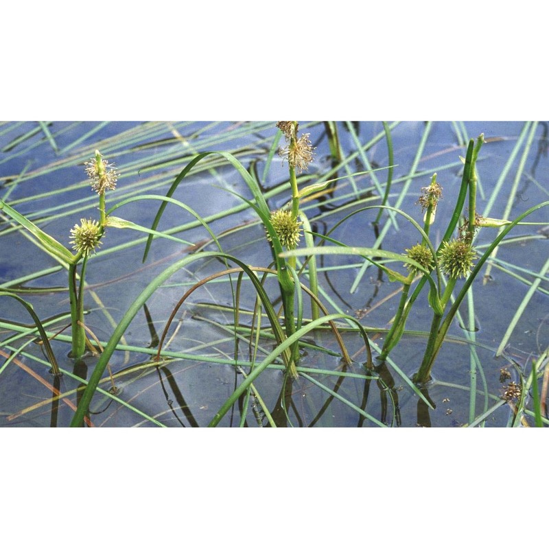 sparganium angustifolium michx.