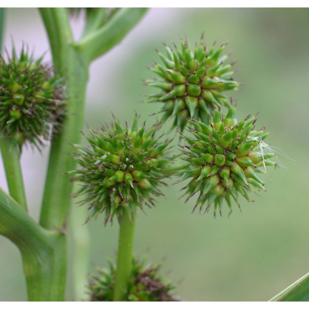 sparganium erectum l.