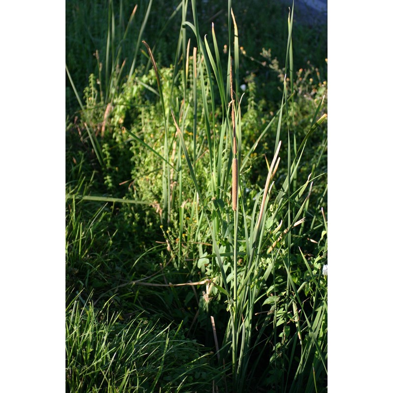 typha angustifolia l.