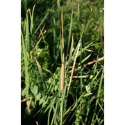 typha angustifolia l.