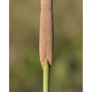 typha angustifolia l.