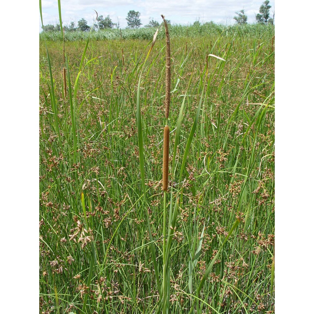 typha domingensis pers.