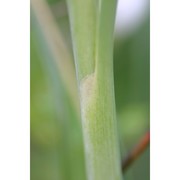 typha domingensis pers.